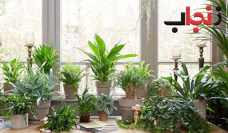 گیاهان آپارتمانی